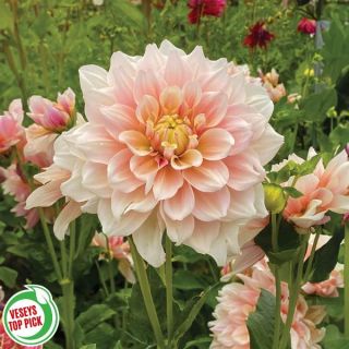 Break Out Dahlia Thumbnail